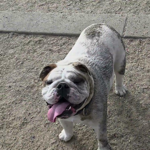 Harry the Bulldog: Harry the Dirty Dog # #englishbulldog #dog #bulldog #britishbulldog