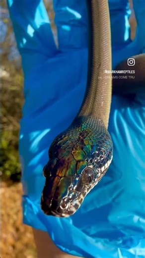 USCBB Northern White Lipped Python