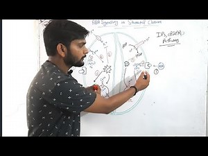 ABA Signalling in stomatal closure|Phytohormone||CSIR NET| in Hindi
