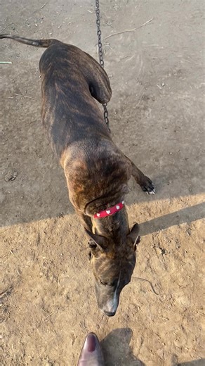 Exploring the Beauty of Bhalwal and Sargodha