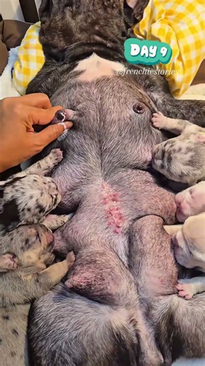 🍼 みんなで仲良くミルクタイム💕 #KoreaPuppies #JapanDogs