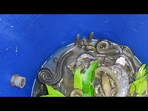 The story of the snakes leaving their offspring😓😓🖕🏻🦐Snake Reproduction 🐍🐍wild nature