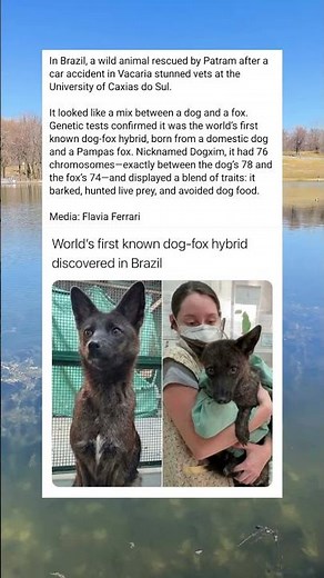 Scientists Found the World’s First Dog Fox Hybrid