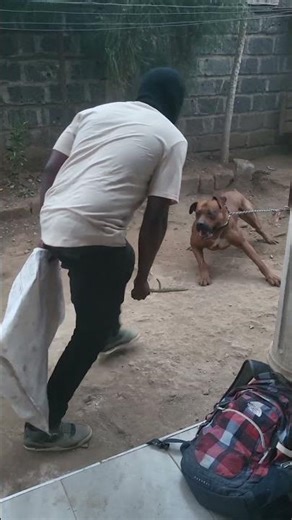 Introducing a Dog to Bite Training for the FIRST Time