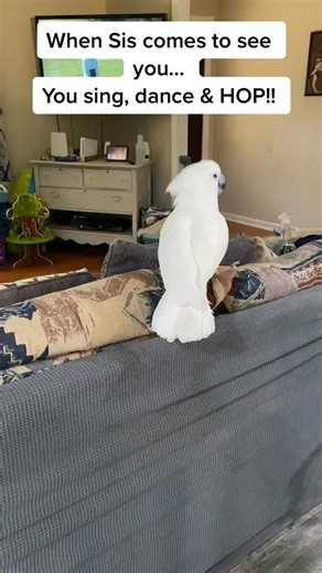 71K views · 3.2K reactions | Bus get dat $$  #fypシ #shadowbanned #trash #$$$ #job #chores | Busterrthecockatoo | Facebook