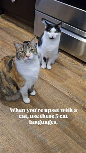 OreoAndPumpkinSpice on Instagram: "When your cat's misbehaving, try these cat languages. #catlanguage #catsofinstagram #cats #catsoffacebook #cattips"
