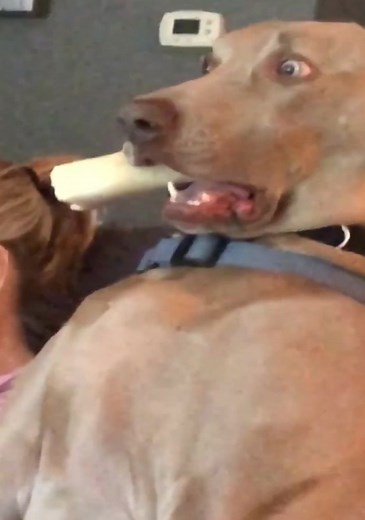 Entertaining Dog Singing and Dancing Compilation