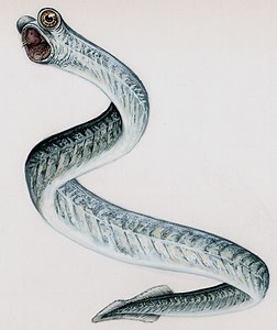 Conodont - Alchetron, The Free Social Encyclopedia