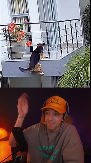 Dog Falls Off Balcony, Gets Saved 🥹 | Freddie Frank
