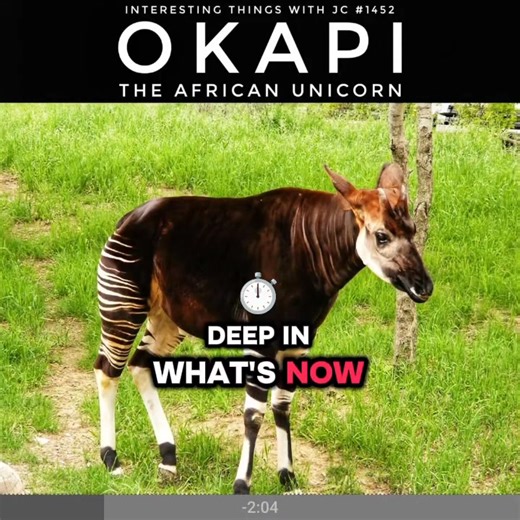 For years, people said it was just a story, a jungle ghost with zebra legs and a giraffe’s face. Then someone found the proof. The okapi was real. And now, it’s vanishing all over again. #InterestingThings #Podcast #Wildlife #Africa #HiddenWorld Interesting Things with JC #1452: "Okapi – The African Unicorn" Free curriculum materials available on the website, no login, no paywall. Stream or Download in Full at JimConnors.net | JC