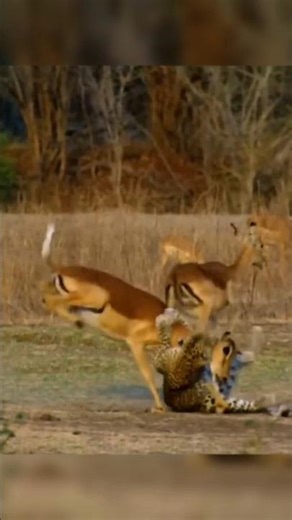 Leopard's great deer hunt #highjump #catching #foresthunting #bigfight #leopard vs deer show #short