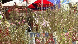40K views · 171 reactions |  With more than a month to go before Lunar New Year 2026, spring has already arrived in Hanoi. At Quang An flower market, peach, pear and plum blossoms are blooming early, filling the air with the colours of Tet. 請 #VietnamNewsAgency #VNA #Hanoi #QuangAnFlowerMarket #LunarNewYear #TetAtmosphere #SpringInHanoi | Vietnam News Agency | Facebook