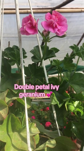Ivy Geranium: Discover the Double Petal Variety