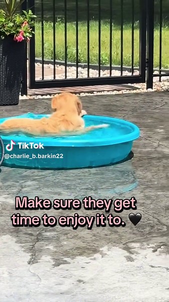 Miss Charlie B. Barkin on TikTok