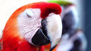 4K beautiful plumage of the Red-and-green Macaw macaw (Ara ararauna), the blue-and-gold macaw