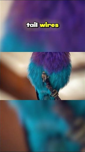 Top Ten Birds with the Most Beautiful Feathers: Nature's Avant Garde