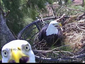 Wildlife Rescue of Dade County Eagle Nest Cam