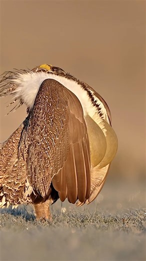 “Chesticles” and courtship