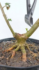 9.1K reactions · 56 shares | Proses Press Cabang Terusan Bahan Sancang Shito. #sancang #sancangbonsai #sancangthemax #sancangmame #sancangshito #premna #premnabonsai #premnamicrophylla #bonsaiart #bonsaiworld #bonsaitree #bonsaitips #fyp #fbreels #viral | Henzo Bonsai | Facebook