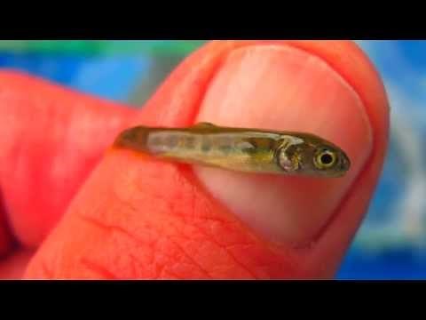 Life Cycle of a FISH