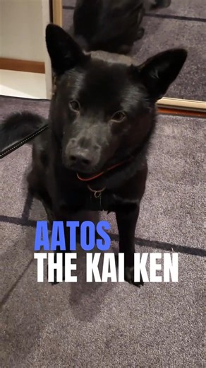 Teen Week 6 🚆 Aatos the Kai Ken’s First Train Trip #kaiken #japanesedogbreed