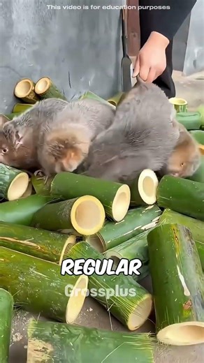 Rat #shorts #science