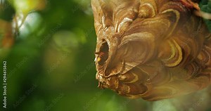 Close up of hornet wasp flying in and out of the nest busy building beehive insect in the nature macro 4k footage