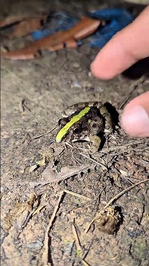 catching frogs flying funny | catch frog jumping for fun | frog funny shorts | funny animal videos