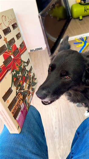 Christmas Eve, also Day 24 of Shadows Advent Calendar🗓️ Amazing day filled with smiles to all!😊❤️