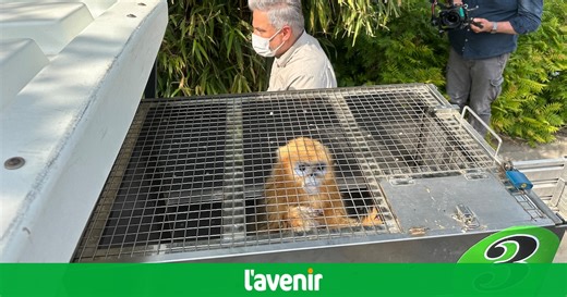 Nouvelle 1re mondiale à Pairi Daiza, avec l'arrivée de 3 singes dorés ! (photos/vidéo)