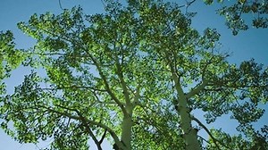 1.1K views | Made from trees grown in sustainably managed forests, TENCEL™ fibers touch every part of your life. From your favorite comforter to your comfiest pair of denim jeans, TENCEL™ fibers are there. We’re redefining sustainable fibers so that your favorite brands can redefine sustainable fashion. | TENCEL | Facebook