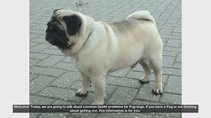 Common Health Problems in Pug Dogs: What Every Owner Should Know
