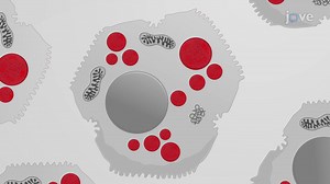 Hepatic Steatosis Visualization | JoVE EoE