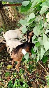 Morning 🌄 routine 🐐 Pakainin na natin ang mga alagang kambing. @highlight Injey N Ebayan Yolanda Robin Lozada | Jin Matugas Pacquiao