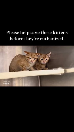 ⚠️URGENT: 12/24/25⚠️ 🛟 SAVE FREDDY & TEDDY! 🛟 ~ OC Animal Care, Tustin, CA. ‼️CODE RED - EUTH ALERT!‼️ 🆘 URGENT! FREDDY & TEDDY ~ Behavior Kittens NEED RESCUE by 12/26/25! 🆘 🆘🆘🆘 HELP NEEDED!!!! 🆘🆘🆘 ‼️FREDDY and TEDDY are on the EUTH LIST at OC Animal Care. They need a RESCUE COMMITMENT by 12/26/2025 or they WILL BE EUTHANIZED!‼️ ✅ Plea from OC Animal Care: ✅ HELP NEEDED! *Behavior Kittens Need Rescue by 12/26/25!* 🐾Freddy A1944002 4 months old, neutered male, DSH, orange tabby 🐾Teddy