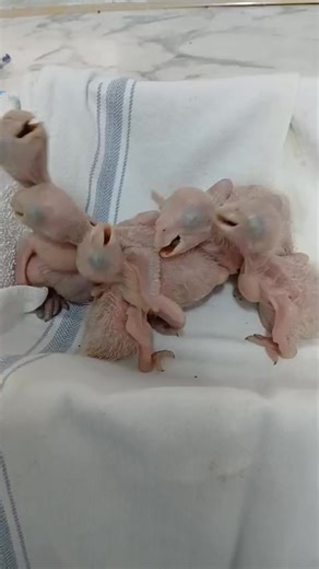 11K views · 287 reactions | Tiny red-lored parrot chicks—rescued after the ceiling that their nest was on collapsed! Their parents, who are former releases of ours, chose an unusual spot in our neighbor's roof to make a home. We're so thankful for our kind, bird-loving neighbors who saved the babies and gave us a call. #belizebirdrescue #flyfreebelize #mekwiflyfree #belizewildlife #friendsofbbr #birdrescue #wildlifephotography #wildliferescue #fdbelize | Belize Bird Rescue | Facebook