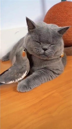 Best Animal Friends: Cats, Parrots, and Dogs Compilation 🐦🐱🐶