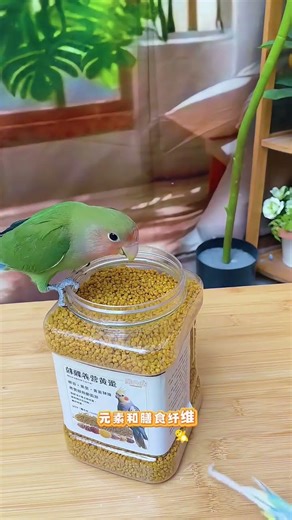 Parrots need extra nutrition in winter, and this #eggmillet is a great way to help them grow fat