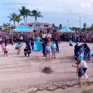 505K views · 3.3K reactions | Two sea turtles were released into the wild off of the Florida Keys after undergoing rehabilitation for gastrointestinal problems. The turtles are outfitted with monitoring devices, so the rescuers from the Sea Turtle Conservancy can keep track of their health online. One turtle, Little Money, is a female green sea turtle, and the other, Coco, is a male loggerhead. | Voice of America | Facebook