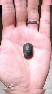125K views · 6.1K reactions | Cute little baby turtle殺殺#turtle # #pet #cute #turtles #reptile #turtle #pet #cute #tur #petfriendly | TurtleNest Diaries | Facebook