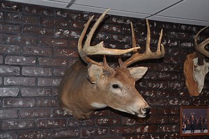 What is the Cost of a Deer Shoulder Mount in Your Area?