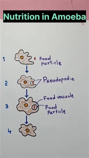 How to draw Nutrition in Amoeba diagram #shrots #sciencediagram