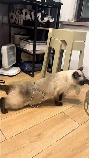 Cute Siamese Kitten Playtime
