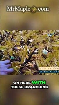 Acer palmatum 'Germaine's Gyration' Weeping Japanese Maple