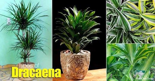 Popular Types Of Dracaena Used Indoors And Outdoors