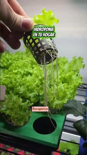 Step-by-step hydroponic system for beginners 🌿📈 #hydroponics #homegarden #hydroponiccultivation
