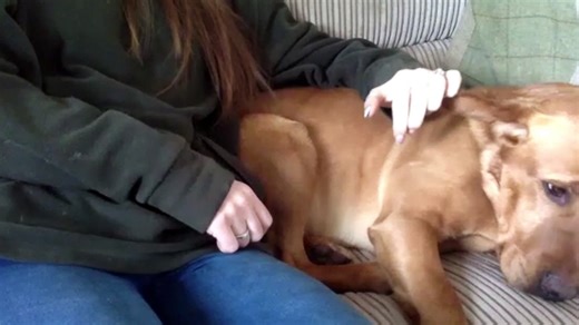 Inverness Labrador wins 'best in class' for gundogs at Crufts