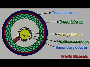 Structure of Graafian follicle | HSC Biology 2026