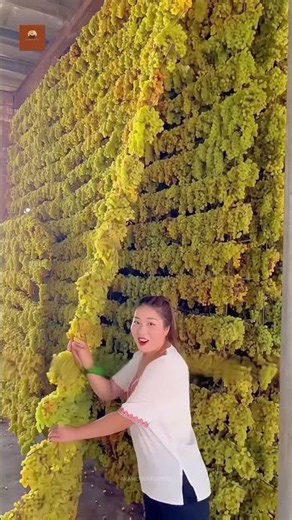 The Amazing Grape Drying Process 🍇☀️ #shortvideo