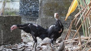 Ayam kampung or kampong chickens from Indonesia. Let the chickens roam free and find their own food